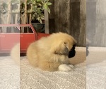 Small Photo #6 Pekingese Puppy For Sale in CANOGA, NY, USA