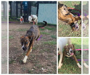 Mutt Dogs for adoption in San Antonio, TX, USA