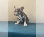 Small Photo #14 French Bulldog Puppy For Sale in BEVERLY HILLS, CA, USA