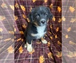 Small Photo #10 Australian Shepherd Puppy For Sale in COLORADO SPGS, CO, USA