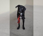Small #2 Mutt