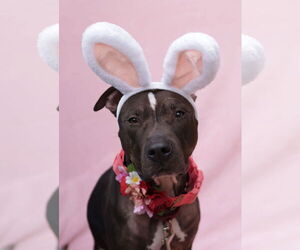 Mutt Dogs for adoption in Philadelphia, PA, USA