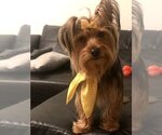 Small Photo #1 Yorkshire Terrier Puppy For Sale in MIAMI BEACH, FL, USA
