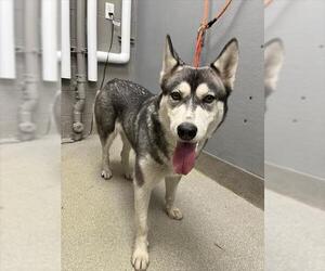 Siberian Husky-Unknown Mix Dogs for adoption in Las Vegas, NV, USA