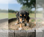 Puppy Black Australian Cattle Dog-Labrador Retriever Mix