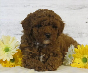 Poodle (Toy) Puppy for sale in HANCOCK, MN, USA