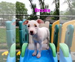 Small #2 American Pit Bull Terrier Mix