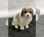Small Photo #2 Cavapoo Puppy For Sale in QUAPAW, OK, USA
