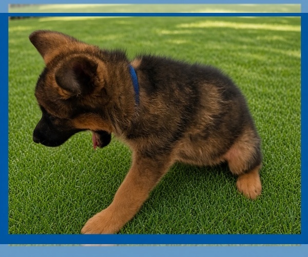 Medium Photo #3 German Shepherd Dog Puppy For Sale in NAPLES, FL, USA