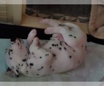 Small Dalmatian