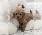 Small Photo #2 Goldendoodle (Miniature) Puppy For Sale in NORTH LAWRENCE, OH, USA