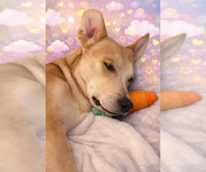 Theo - Male Mutt Dog for Adoption - Photo #4