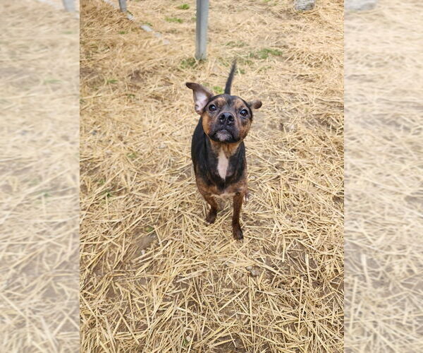 Medium Photo #4 Boston Huahua Puppy For Sale in Evansville, IN, USA