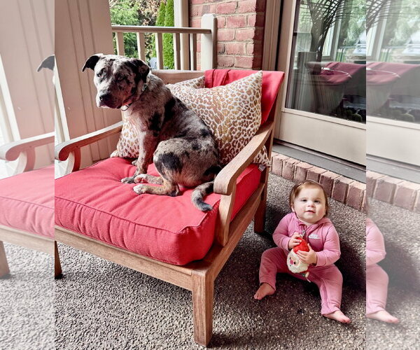 Medium Photo #5 Catahoula Leopard Dog-Unknown Mix Puppy For Sale in Germantown, OH, USA
