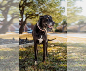 Great Dane Dogs for adoption in Bullard, TX, USA