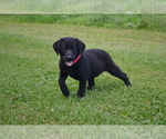 Image preview for Ad Listing. Nickname: Litter of 11