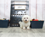 Small Photo #6 Bichon Frise Puppy For Sale in MARIETTA, GA, USA