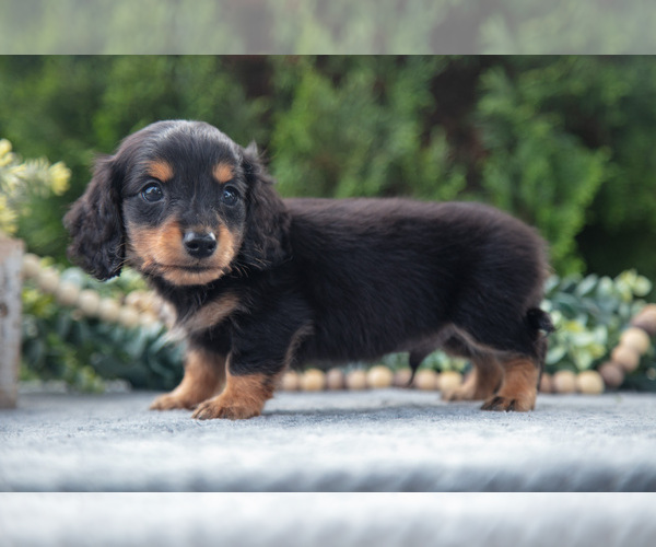 Medium Photo #11 Dachshund Puppy For Sale in GOSHEN, OH, USA