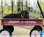 Image preview for Ad Listing. Nickname: Frenchies Reduc