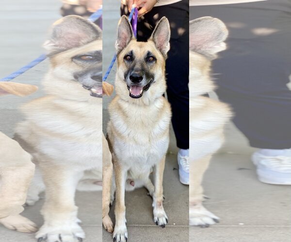 Medium Photo #6 German Shepherd Dog Puppy For Sale in Newport Beach, CA, USA