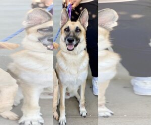 Stevie - Male German Shepherd Dog-Unknown Mix Dog for Adoption - Photo #6