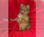 Small #1 Pomeranian