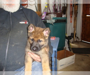 German Shepherd Dog Puppy for sale in DALTON, OH, USA