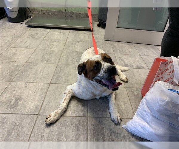 Medium Photo #1 Mutt Puppy For Sale in Grand Prairie, TX, USA