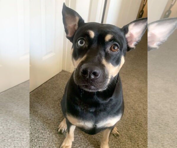 Medium Photo #4 Australian Kelpie-Unknown Mix Puppy For Sale in Corona, CA, USA