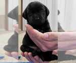 Small #15 Labrador Retriever