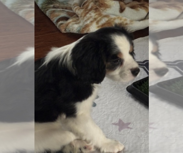 Medium Photo #15 Cavachon Puppy For Sale in OLYMPIA, WA, USA