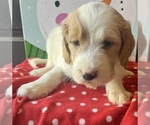 Puppy 3 English Setter-Goldendoodle Mix