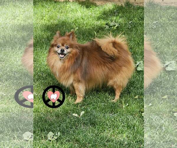 Medium Photo #1 Pomeranian Puppy For Sale in Lebanon, PA, USA