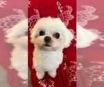 Small Photo #4 Maltese Puppy For Sale in Seattle, WA, USA