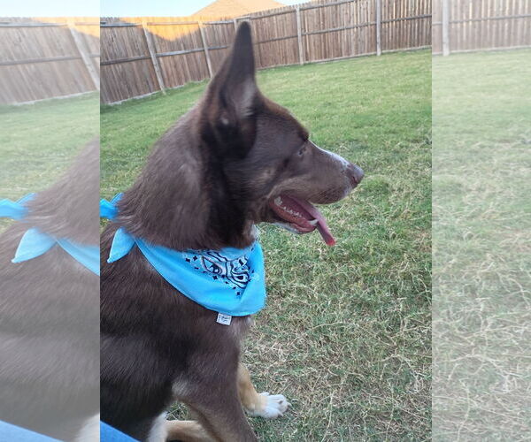 Medium Photo #3 Australian Kelpie-Australian Shepherd Mix Puppy For Sale in McKinney, TX, USA