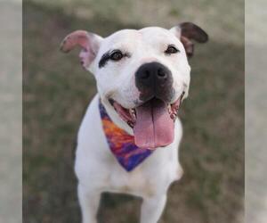 American Staffordshire Terrier-Unknown Mix Dogs for adoption in San Antonio, TX, USA