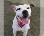 Small American Staffordshire Terrier Mix