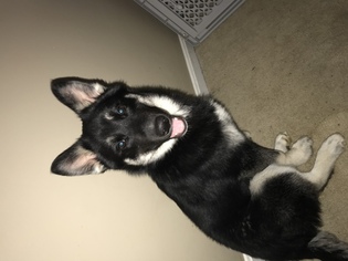 German Shepherd Dog-Siberian Husky Mix Puppy for sale in FT MITCHELL, KY, USA