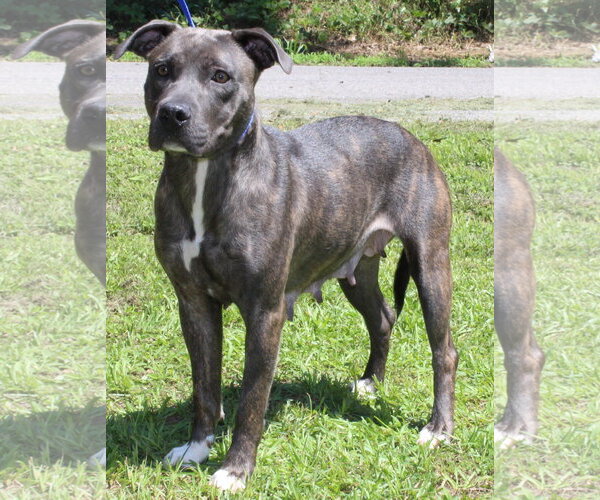 Medium Photo #4 Mutt Puppy For Sale in Prattville, AL, USA