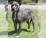 Small #3 Mutt