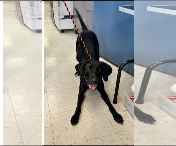 Medium Photo #4 Labrador Retriever-Unknown Mix Puppy For Sale in Farmington, MN, USA