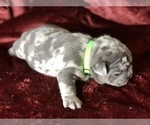 Small Photo #13 French Bulldog Puppy For Sale in BUCKS BAR, CA, USA