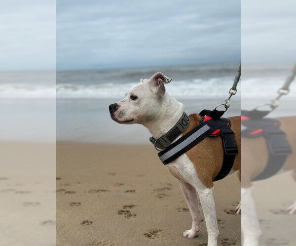 Medium Photo #12 American Pit Bull Terrier-Unknown Mix Puppy For Sale in Virginia Beach, VA, USA