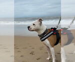 Small #11 American Pit Bull Terrier Mix