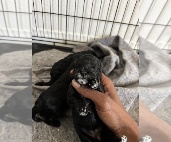 Medium Photo #13 Cock-A-Poo Puppy For Sale in SAN DIEGO, CA, USA