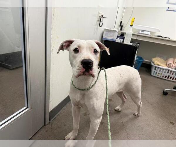 Medium Photo #1 American Bulldog-Unknown Mix Puppy For Sale in Berkeley , CA, USA