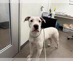 Small American Bulldog Mix
