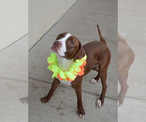 American Pit Bull Terrier-Unknown Mix Dogs for adoption in McKinney, TX, USA