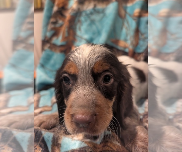 Medium Photo #1 English Springer Spaniel Puppy For Sale in BUFFALO, MO, USA