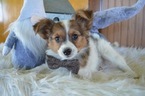 Small Photo #5 Papillon Puppy For Sale in HONEY BROOK, PA, USA